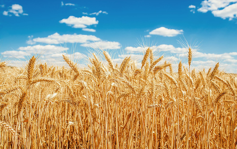 img312wheat