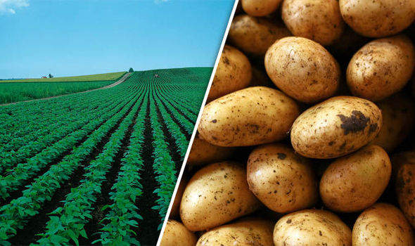 potatoes farm 724459